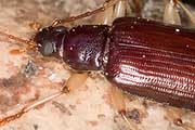 Darkling Beetle (Euomma lateralis) (Euomma lateralis)